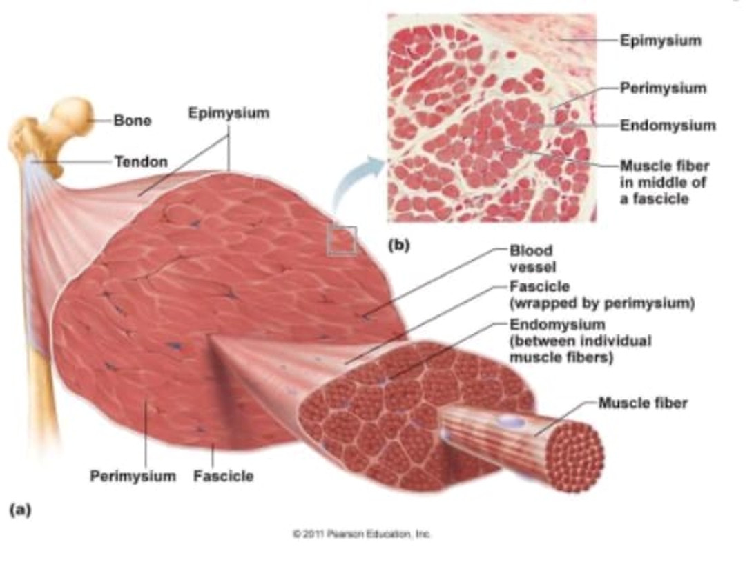 Fascial System Health